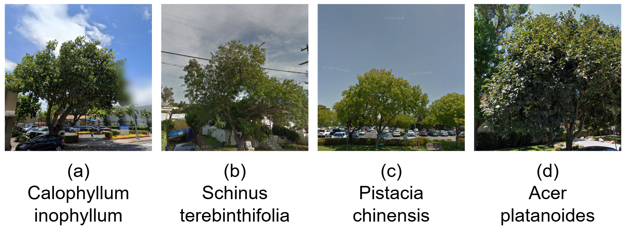 Inter-species visual similarity examples
